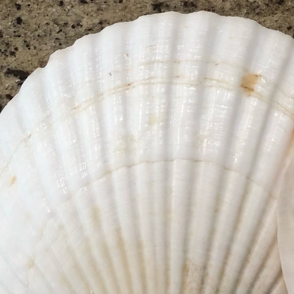 Natural Scallop Clam Shell Appetizer Plates (Luau, Seafood Party ) - Set Of 20 - Picture 14 of 17